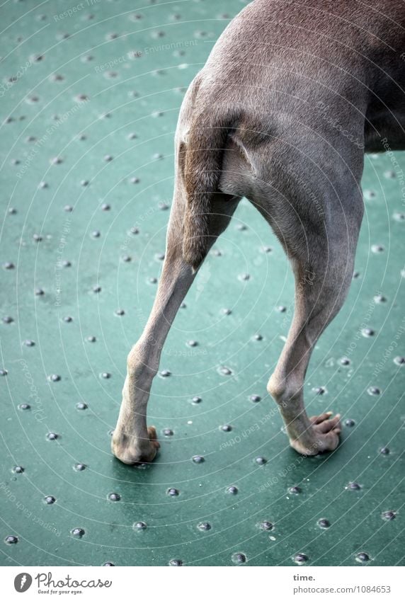 Elbschifferin Schifffahrt Passagierschiff Fähre An Bord Tier Hund Fell Pfote Hinterbein Schwanz 1 Eisenplatte Nieten Metall stehen Neugier Interesse