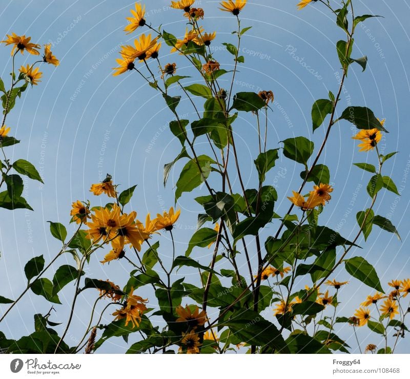 Herbstblüten Sommer Pflanze Botanik Pflanzenteile pflanzlich Umwelt Sonnenblume himmelblau Blume Blüte Stengel Gegenlicht Froschperspektive Schönes Wetter