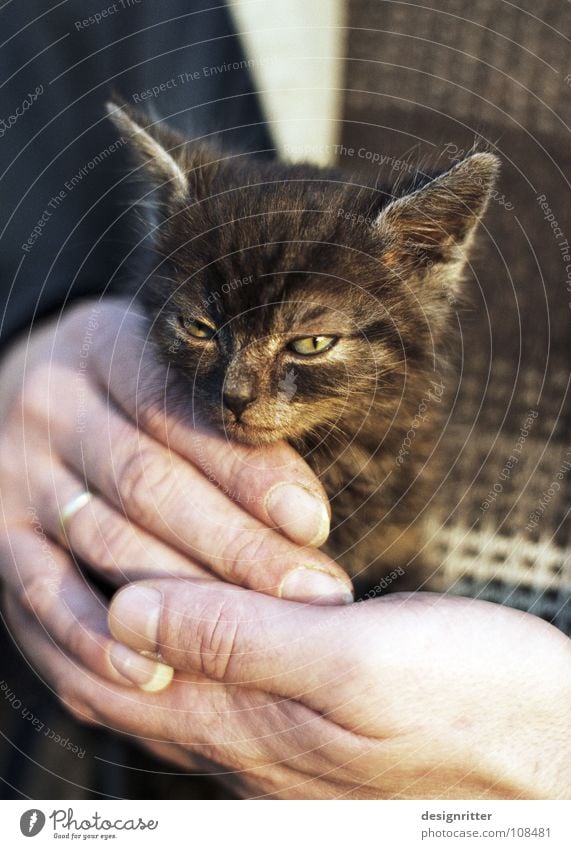 Nermal Katze klein winzig niedlich gefährlich Sicherheit Schutz Hand Geborgenheit Zuneigung Landraubtier klug listig Liebe clever Säugetier small Katzenauge