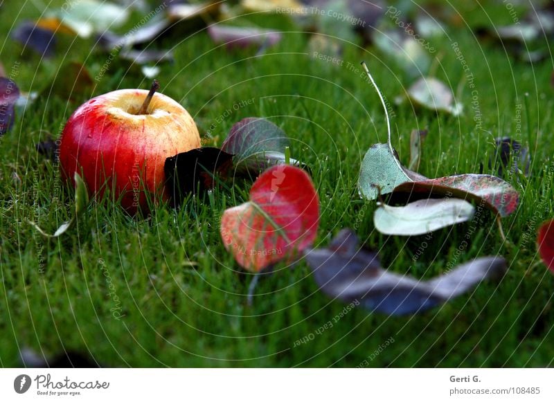 Rotbäckchen rot gelb grün braun mehrfarbig Blatt fruchtig ködern frisch Gesundheit Herbst Eindruck Herbstlaub Wiese saftig nass Blattadern Lebensmittel Frucht