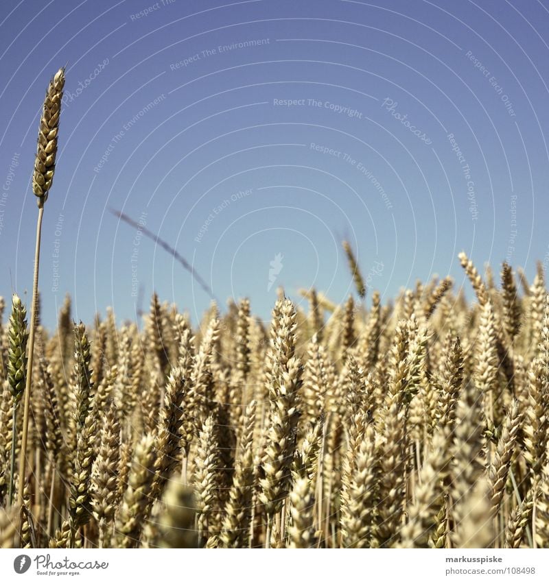 einer wächst schneller Ackerbau Ähren Feld Jahreszeiten Landwirtschaft Pflanze Himmel Sommer Weizen Wiese agricultural crop agriculture cereal cloudless corn