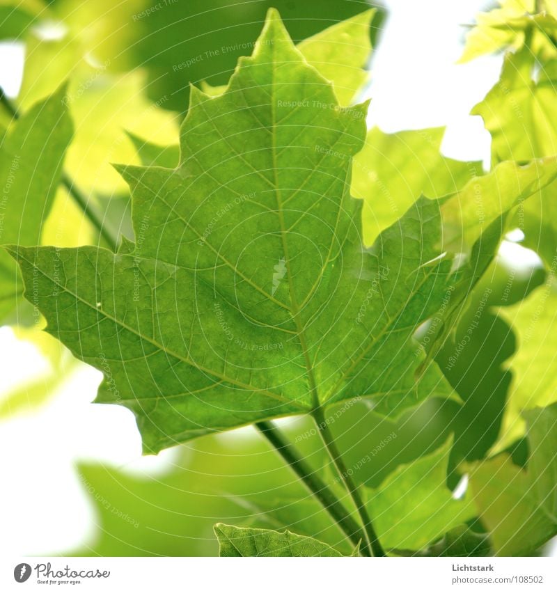 moechte rauf Sommer Baum groß Blatt grün Ahorn Licht Gegenlicht schön gelb Kraft saubere luft Graffiti sommen to draw breath lut holen alt Sonne hell Ast