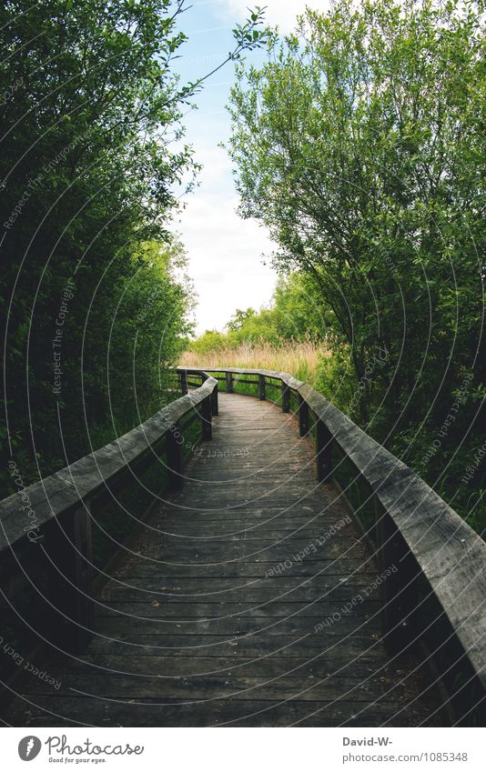 My Way Ausflug Abenteuer Ferne Freiheit Sommer Umwelt Natur Schönes Wetter Sträucher Gefühle Stimmung Frühlingsgefühle Warmherzigkeit Beginn Wege & Pfade Brücke