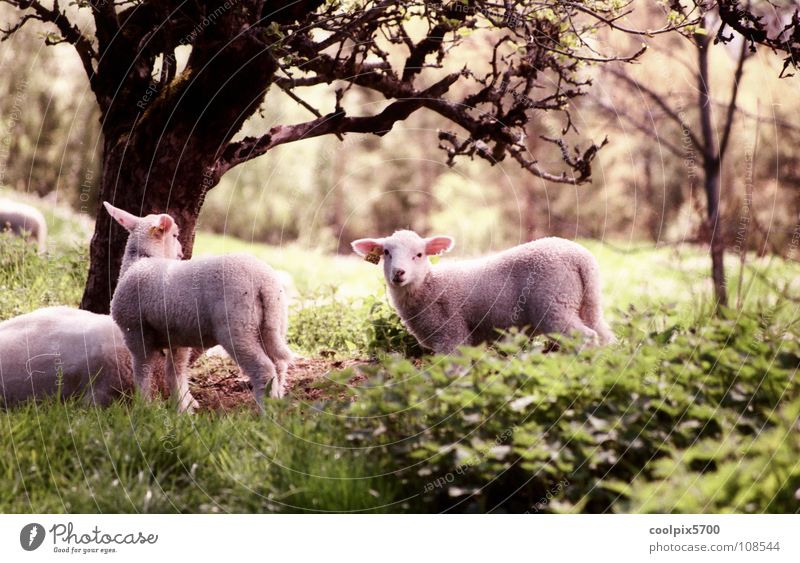 Der gute Hirte Norwegen Schaf Baum Wald Wiese Feld Schafherde Lamm Einsamkeit Frieden Säugetier Weide Natur