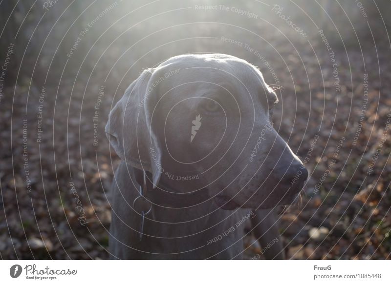 Gegenlicht(Hunde-)mädchen Auge Nase Sonne Blatt Wald kurzhaarig Tier Haustier Jagdhund Weimaraner 1 Blick stehen Wachsamkeit Farbfoto Außenaufnahme