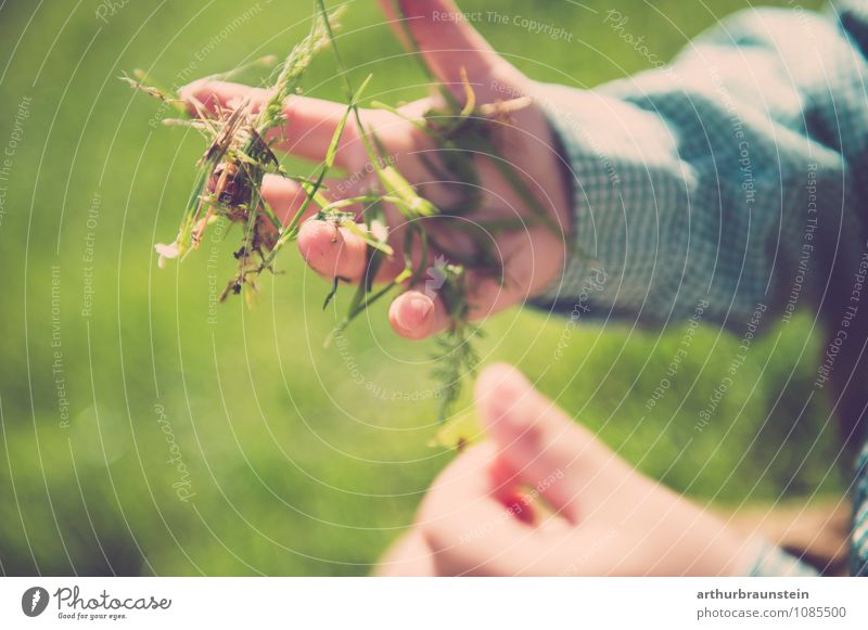 Frisches Gras in der Hand Glück Freizeit & Hobby Spielen Garten Mensch maskulin Kind Kleinkind Junge Kindheit 1 1-3 Jahre Umwelt Natur Sonnenlicht Hemd berühren