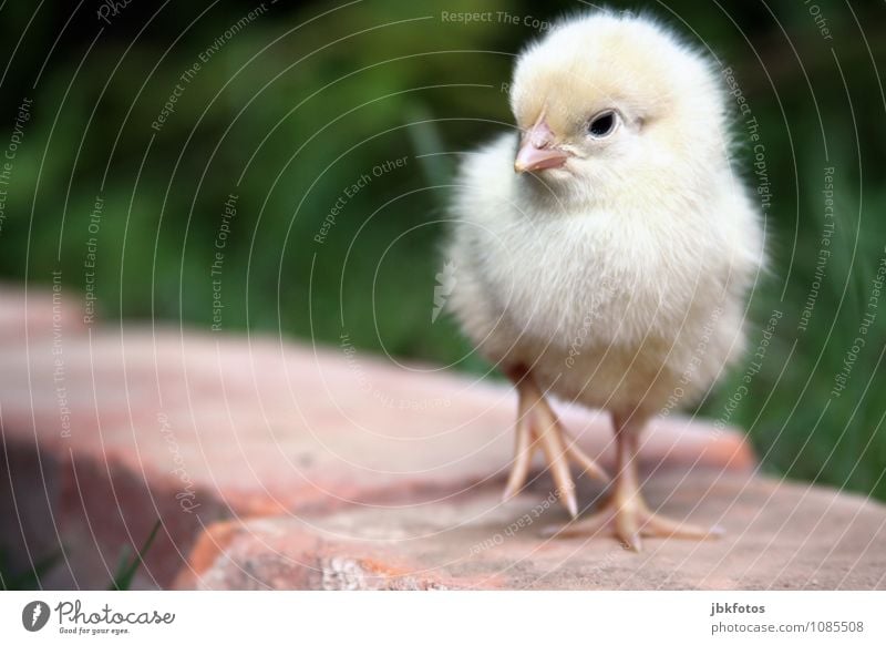 on the catwalk Umwelt Natur Tier Nutztier Vogel Krallen Haushuhn Hahn 1 Tierjunges kuschlig weich klein zart Flaum Schnabel sanft gelb Küken Ei