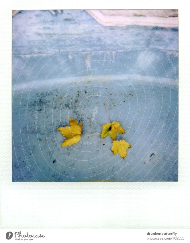 herbst I Herbst Blatt Jahreszeiten gelb Schwimmbad Baum trocken Stillleben Oktober blau Bodenbelag fallen Becken Stein