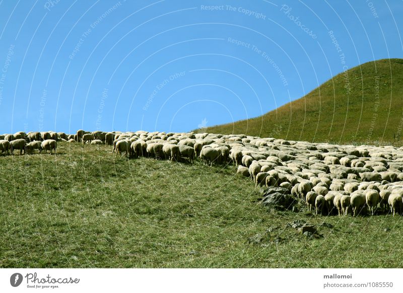 grafisch angeordnete Schafherde Umwelt Natur Landschaft Pflanze graphisch Tier Feld Hügel Berge u. Gebirge Alm Nutztier Tiergruppe hüten Ordnung