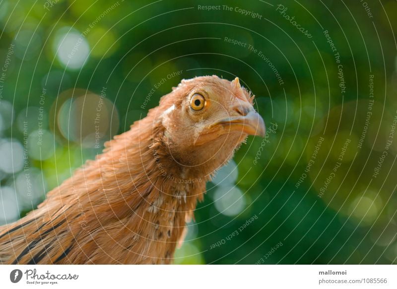 Junges Huhn blickt in die Kamera Tier Haustier Nutztier Tiergesicht Haushuhn 1 Beginn ästhetisch chicca Auge Federvieh Tierzucht Neugier Fragen zutraulich