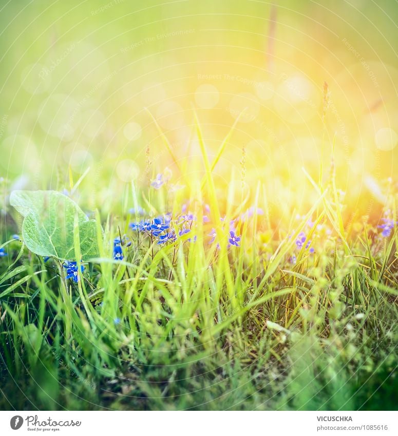 Wilde Vergissmeinnicht Blumen in Gras Lifestyle Design ruhig Sommer Garten Natur Pflanze Frühling Herbst Schönes Wetter Park Wiese Feld Leben Lebensfreude