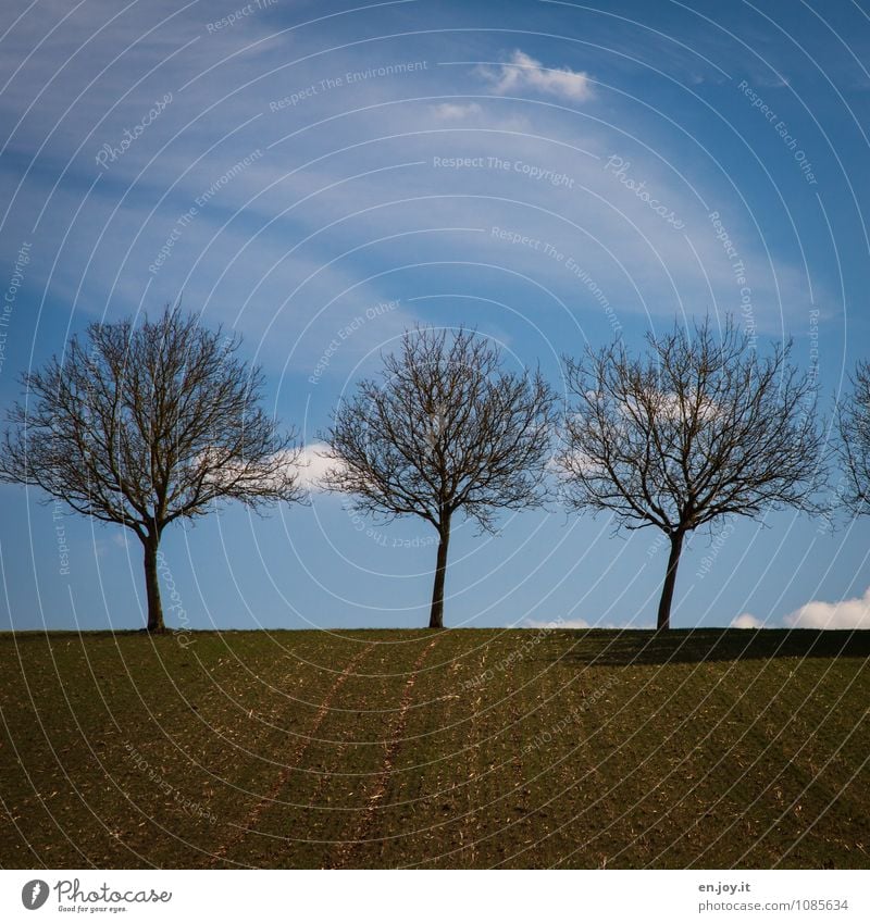 3 Landwirtschaft Forstwirtschaft Umwelt Natur Landschaft Pflanze Erde Himmel Wolken Horizont Frühling Klima Schönes Wetter Baum Feld Wachstum blau braun