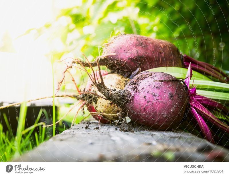 Rote Beete Bündel im Garten Lebensmittel Gemüse Bioprodukte Vegetarische Ernährung Diät Gesunde Ernährung Sommer Natur Hintergrundbild red Verschiedenheit