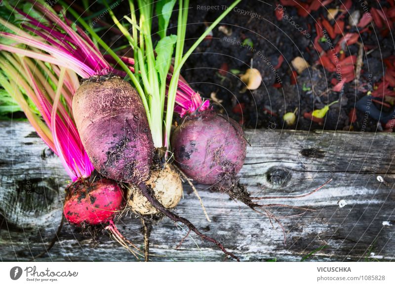 Rote Bete Sorten im Garten Lebensmittel Gemüse Ernährung Lifestyle Gesunde Ernährung Natur Pflanze Sommer Herbst Design Beet red Rote Beete Rüben Variationen