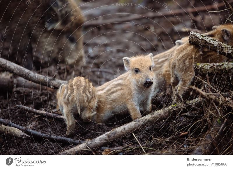 Sauhaufen Natur Tier Erde Wald Wildtier Wildschwein Frischling 4 Tiergruppe Tierjunges Tierfamilie entdecken rennen Wachstum Neugier niedlich wild Lebensfreude