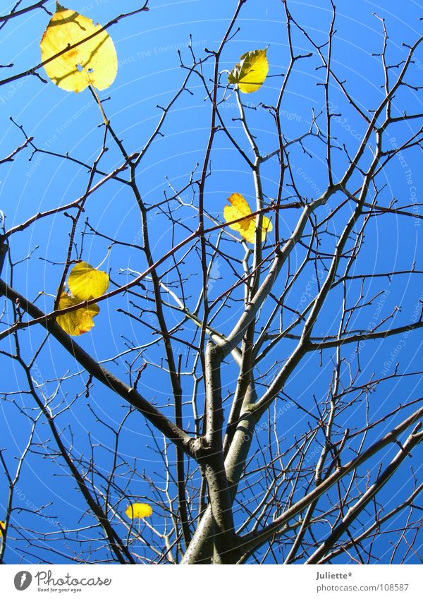 Dann warn es nur noch 6... Baum Blatt gelb Herbst Himmel Baumstamm Ast Gezweig blau ursprünglich Wind fallen wenige