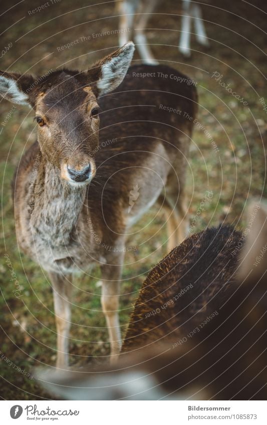 . Umwelt Natur Tier Wald Wildtier Reh Bleßwild 1 2 Tiergruppe beobachten füttern Blick braun grün Vertrauen Wachsamkeit Schüchternheit Idylle Waldtier rehkuh