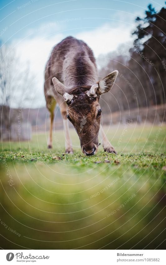 . Umwelt Natur Tier Baum Park Wiese Wald Wildtier Reh Hirsche Hirschkalb Rothirsch 1 Tierjunges beobachten Fressen nah Neugier blau braun grün friedlich