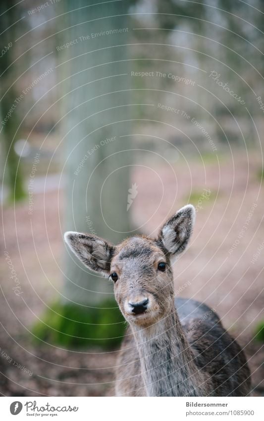 . Umwelt Natur Tier Baum Wald Wildtier Zoo Reh Waldtier 1 beobachten Jagd Blick nah Neugier braun grau grün Frühlingsgefühle Vertrauen Schutz Tierliebe