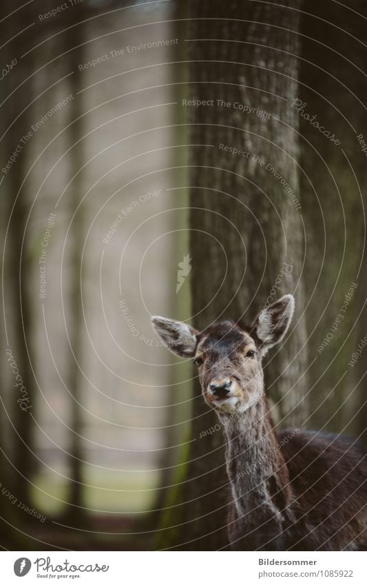 fragt sich, wer hier neugieriger war :) Baum Wald Tier Wildtier Zoo Reh Waldtier Bleßwild 1 beobachten entdecken Blick stehen Freundlichkeit Neugier niedlich