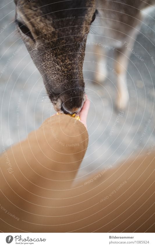 . 1 Mensch Tier Wildtier Zoo Reh Bleßwild berühren füttern niedlich braun grau schwarz Akzeptanz Vertrauen Sicherheit Tierliebe Erholung Natur unschuldig sanft