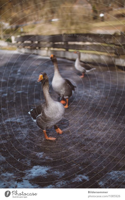 . Dorf Tier Haustier Nutztier Vogel Gans Gänsemarsch 3 Tiergruppe beobachten laufen stehen braun grau grün orange Zaun Bauernhof Landleben ländlich Neugier