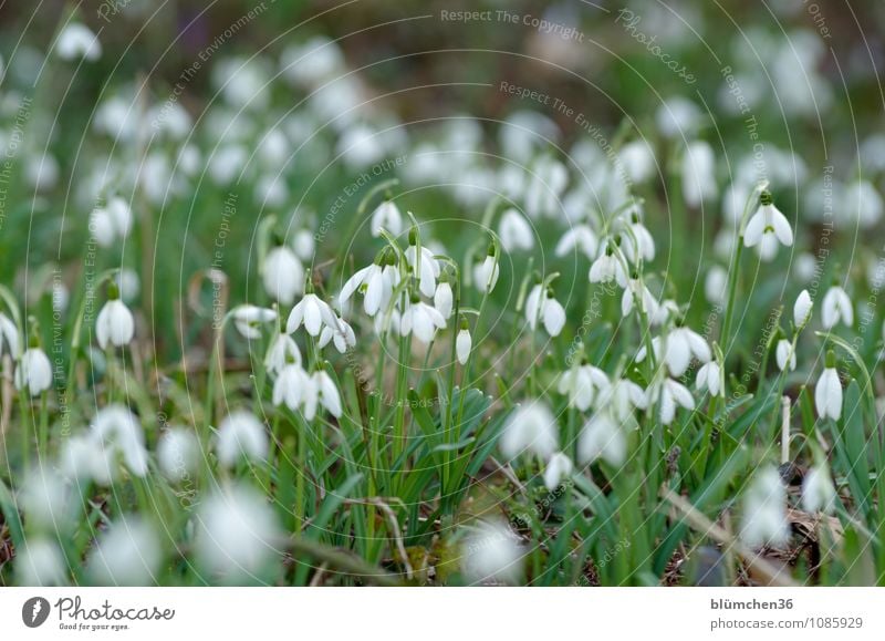 Gemeinsam blüht es sich besser! Natur Pflanze Frühling Blume Blüte Schneeglöckchen Amaryllisgewächse Giftpflanze Alkaloid Garten Wiese Blühend stehen Wachstum