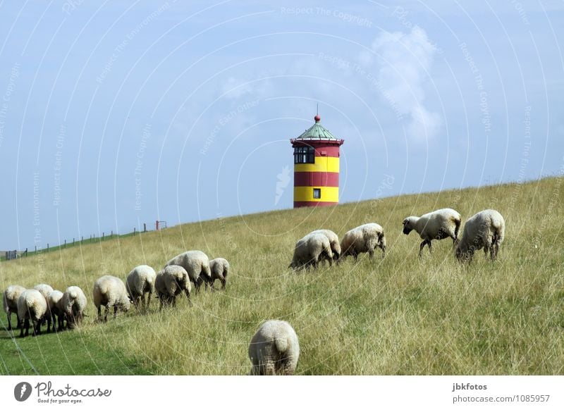 Arschparade Umwelt Natur Landschaft Himmel Schönes Wetter Hügel Küste Tier Nutztier Schaf Schafherde Schafswolle Tiergruppe Herde Tierfamilie kuschlig