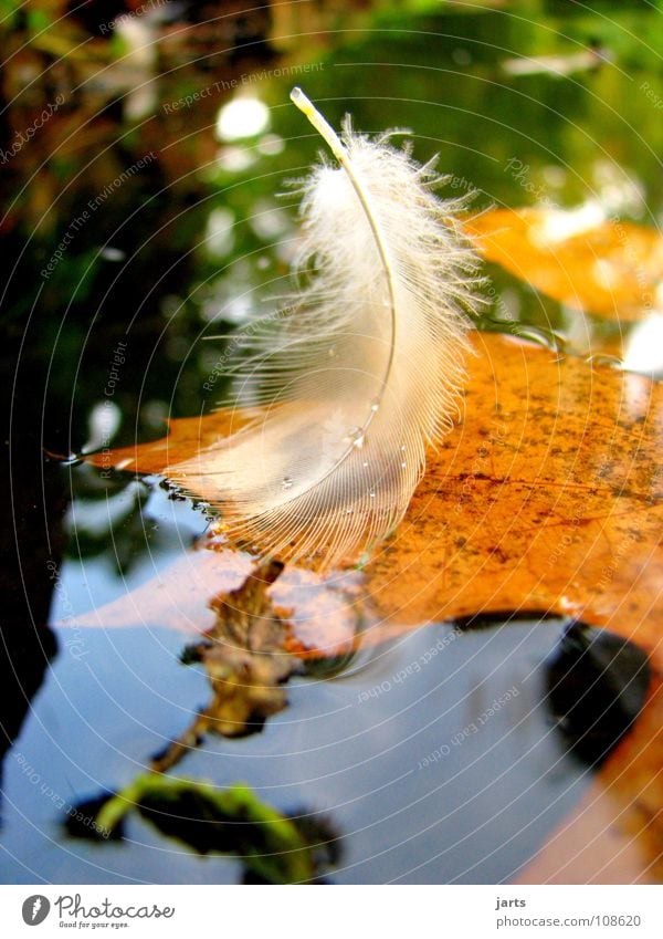 Feder See Blatt Herbst fein weiß Vogel Wassertropfen mehrfarbig ruhig leicht Park jarts