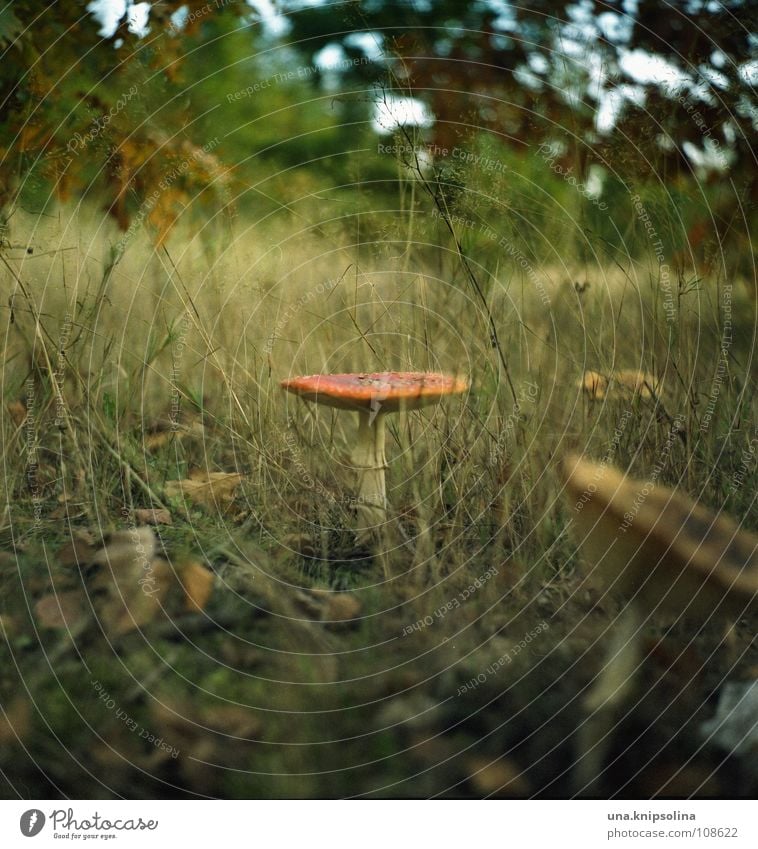 abenteuer im zauberwald Herbst Gras Wiese Wald Regenschirm stehen Märchen Märchenwald Zauberwald Fliegenpilz Herbstwald Herbstlaub Baseballmütze Pilz