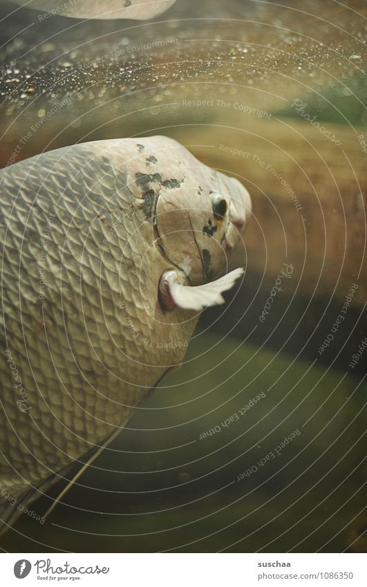 fisch Tier Fisch Aquarium 1 kalt nass Wasser Schuppen Schwimmhilfe schwimmen Farbfoto Gedeckte Farben Innenaufnahme Textfreiraum rechts Textfreiraum unten