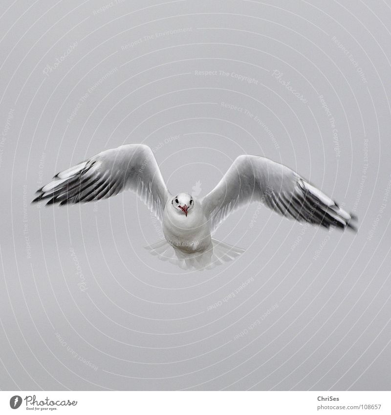 Frontal : Silberkopfmöwe ( Larus novaehollandia ) Möwe Vogel Tier weiß grau schwarz Wolken Federvieh See Meer Cuxhaven Herbst Himmel Silver Gull grau in grau