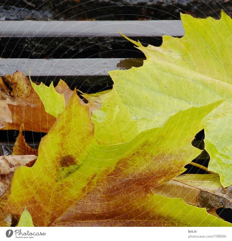 BLÄTTERFALLE wiederkommen auftauchen Blatt Ahorn kalt gelehrt braun Herbst Januar Februar Dezember November Ferne Fahrweg schmelzen gelb nußbraun Stengel beige