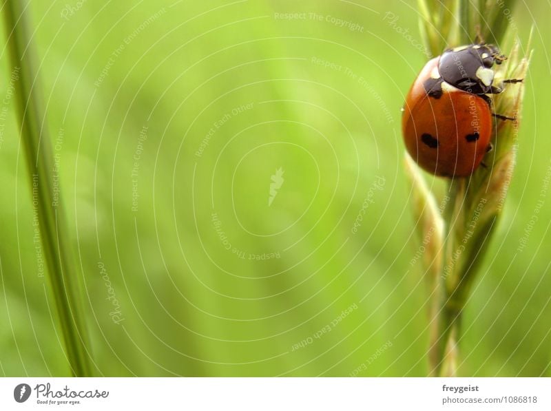 Bug on tour Umwelt Natur Frühling Sommer Gras Tier Käfer 1 Glück Marienkäfer Farbfoto Außenaufnahme Textfreiraum links Tag Schwache Tiefenschärfe