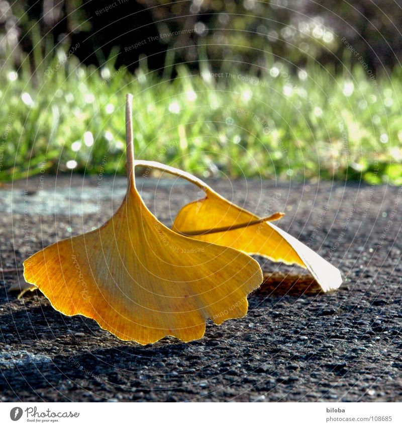 Liebe und Ginkgo... Herbst Herbstfärbung gelb Blatt Baum Nadelbaum Laubbaum Biloba gold Bodenbelag paarweise