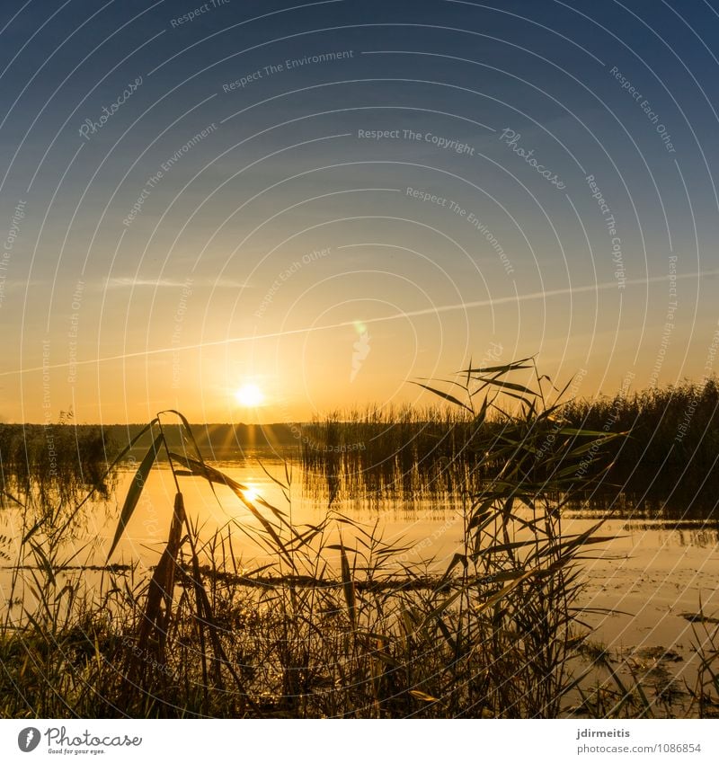 Abend am See Freizeit & Hobby Ferien & Urlaub & Reisen Ausflug Freiheit Sommer Sonne Umwelt Natur Landschaft Pflanze Tier Himmel Wolken Sonnenlicht