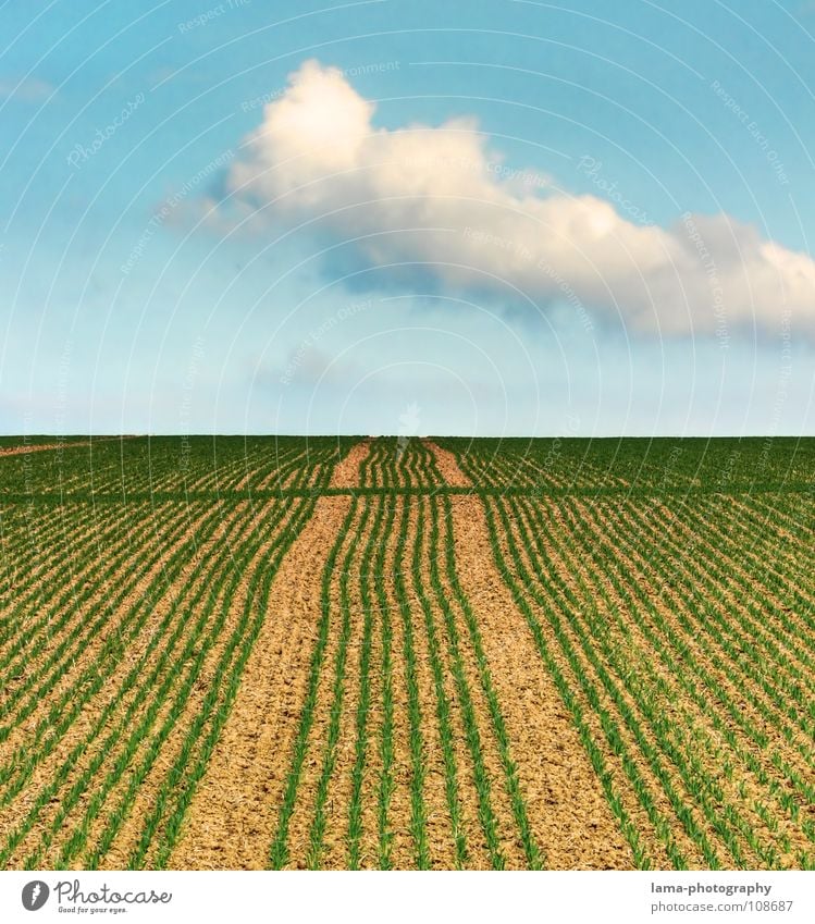 A long way to heaven Wolken Wind sprießen Wachstum gedeihen keimen austreiben grünen Feld braun gepflügt Frühling Kontrast Landwirtschaft Spuren Spurrinne