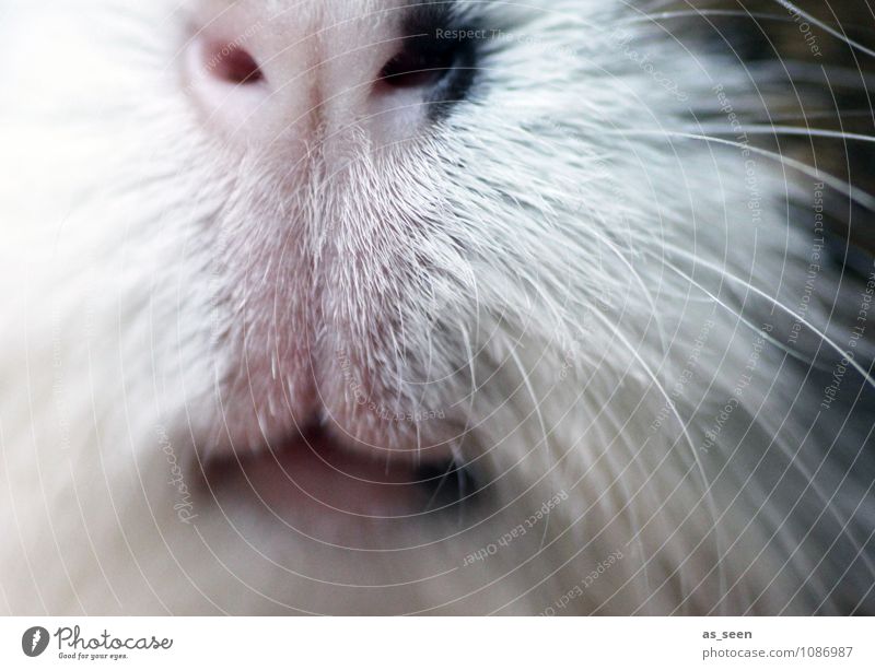 Schnute Tier Haustier Tiergesicht Fell Zoo Streichelzoo Meerschweinchen Nagetiere Schnauze Schnurrhaar Lippen 1 Fressen niedlich positiv weich braun weiß