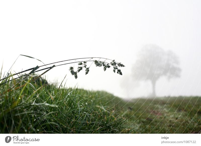 morgens früh auf den Feldern Umwelt Natur Landschaft Pflanze Luft Herbst Winter Klima Wetter schlechtes Wetter Nebel Eis Frost Baum Gras Wiese Fußweg Feldrand