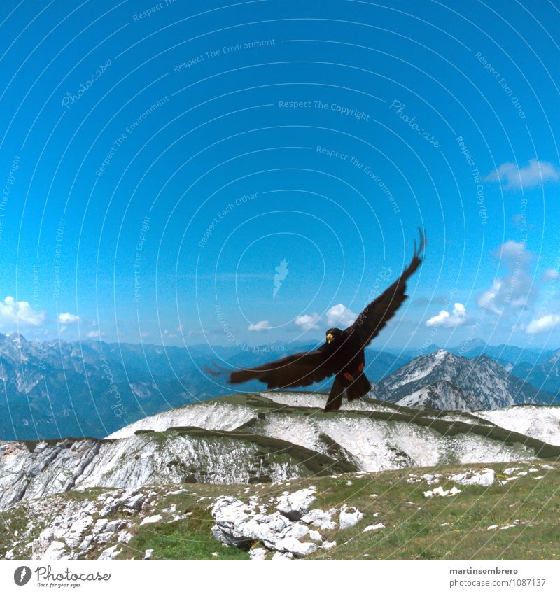 Flugakrobaten 3 Umwelt Natur Landschaft Sommer Gras Berge u. Gebirge Tier Vogel 1 authentisch Unendlichkeit hoch blau ruhig Freiheit Farbfoto Außenaufnahme