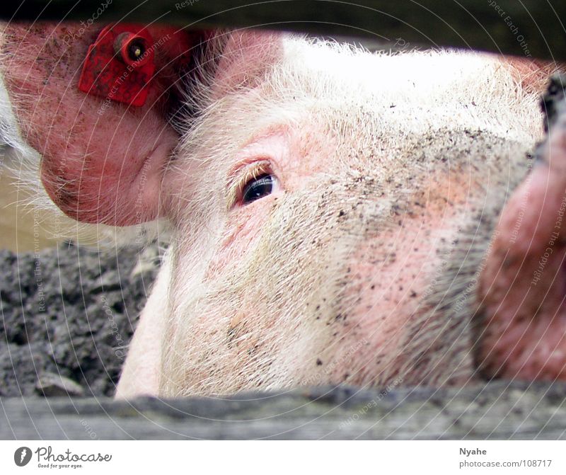 Versauter Blick Schweinschnauze Grunzen Sau Ferkel Rüssel Schlamm rosa Tier Säugetier dreckig