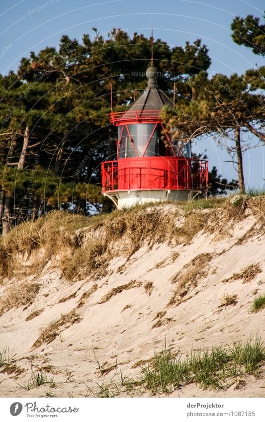 Muss dich doch nicht verstecken Ferien & Urlaub & Reisen Tourismus Ausflug Ferne Freiheit Sightseeing Strand Umwelt Natur Landschaft Pflanze Frühling