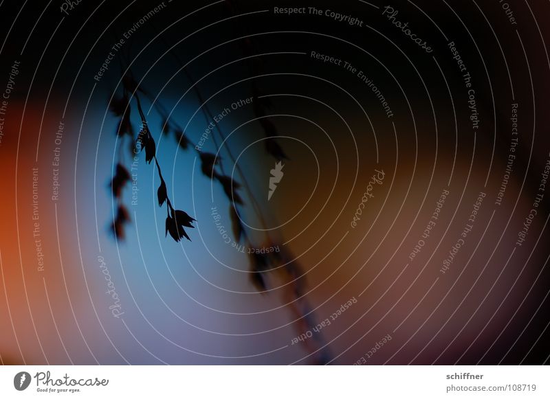 Abends gezittert I Gras Ziergras Pflanze Nacht Lichtspiel Farbenspiel dunkel Trauer zart zerbrechlich Erholung Verzweiflung Zittergras Tischschmuck abens