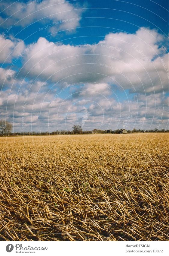 Stoppelfeld Wolken gelb Himmel blau Korn