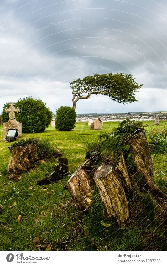 Abgestorben und Gestorben Umwelt Natur Landschaft Pflanze Frühling schlechtes Wetter Baum Sträucher Wiese überbevölkert Sehenswürdigkeit Wahrzeichen Denkmal