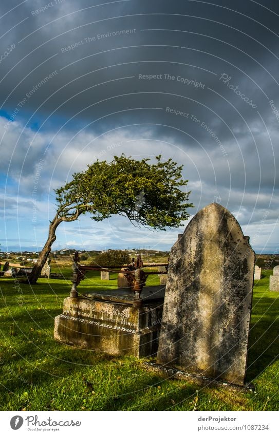 Alles Windschief auf dem Friedhof Umwelt Natur Landschaft Pflanze Frühling Baum Park Wiese Hügel Nordsee Insel Kleinstadt Sehenswürdigkeit Wahrzeichen Denkmal