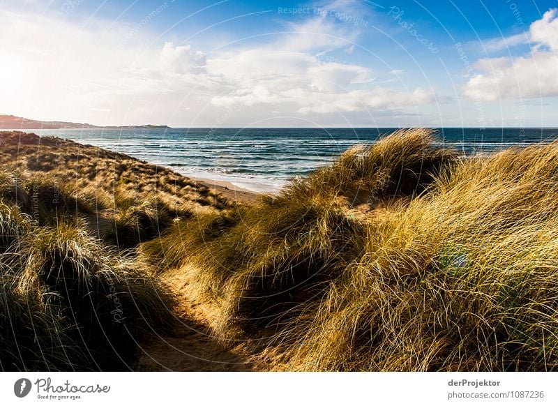 Zum Hereinlegen – Düne in Cornwall Ferien & Urlaub & Reisen Tourismus Ausflug Abenteuer Ferne Freiheit Sommerurlaub wandern Umwelt Natur Landschaft Pflanze Tier