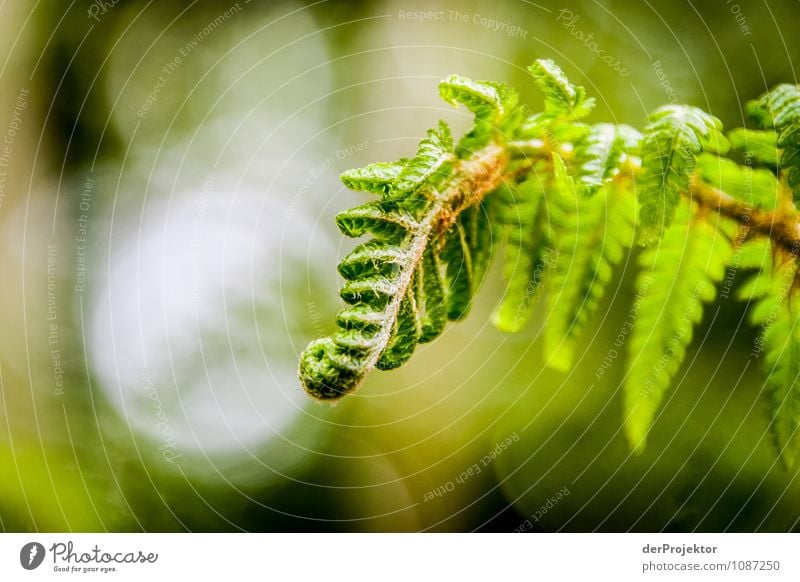 Entfalte dich! Ferien & Urlaub & Reisen Safari Expedition Umwelt Natur Pflanze Frühling Schönes Wetter Farn Garten Park Wald Urwald Insel Gefühle Erfolg Kraft