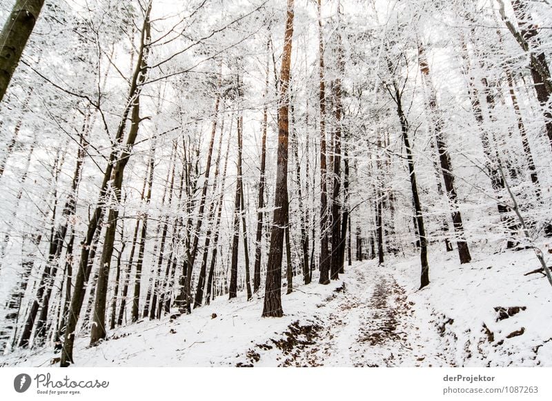 Wald einmal gepudert Ferien & Urlaub & Reisen Tourismus Ausflug Expedition Winterurlaub Berge u. Gebirge wandern Umwelt Natur Landschaft Pflanze Urelemente