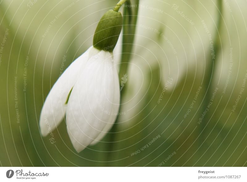 Snowdrop Umwelt Natur Landschaft Pflanze Frühling Schneeglöckchen Erfolg Farbe Wachstum Blume Farbfoto Außenaufnahme Textfreiraum rechts Tag